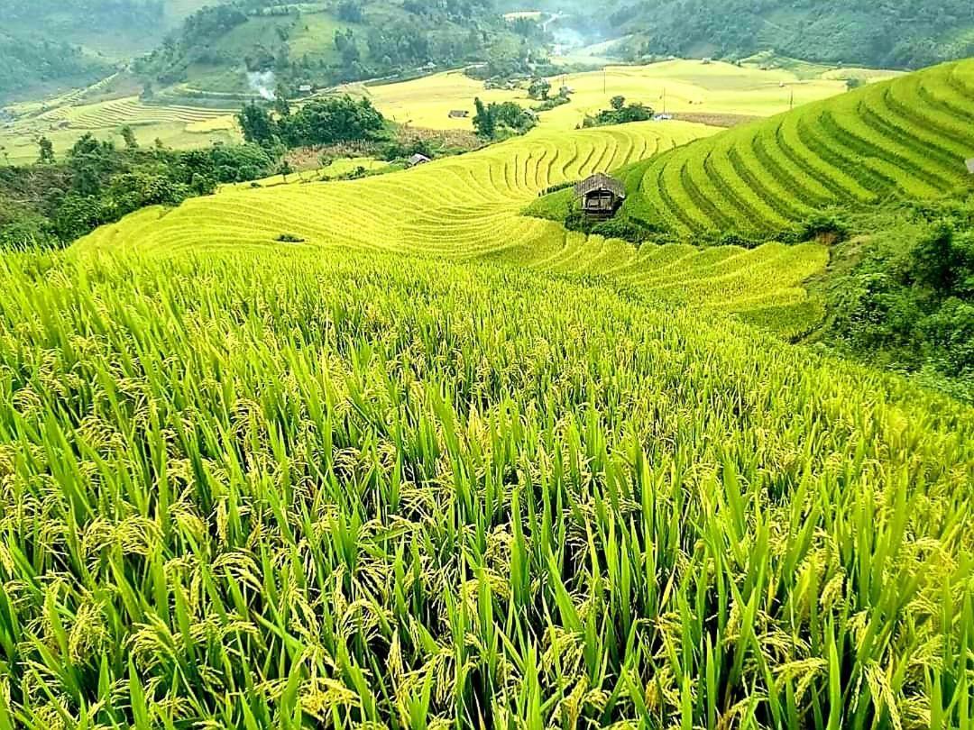 Tavan Dragon House Lao Cai Exteriér fotografie